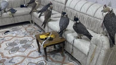 ضبط 8 صقور معدة للتهريب في منفذ سفوان الحدودي 2 Screenshot 2023 12 30 09 55 23 90 40deb401b9ffe8e1df2f1cc5ba480b12