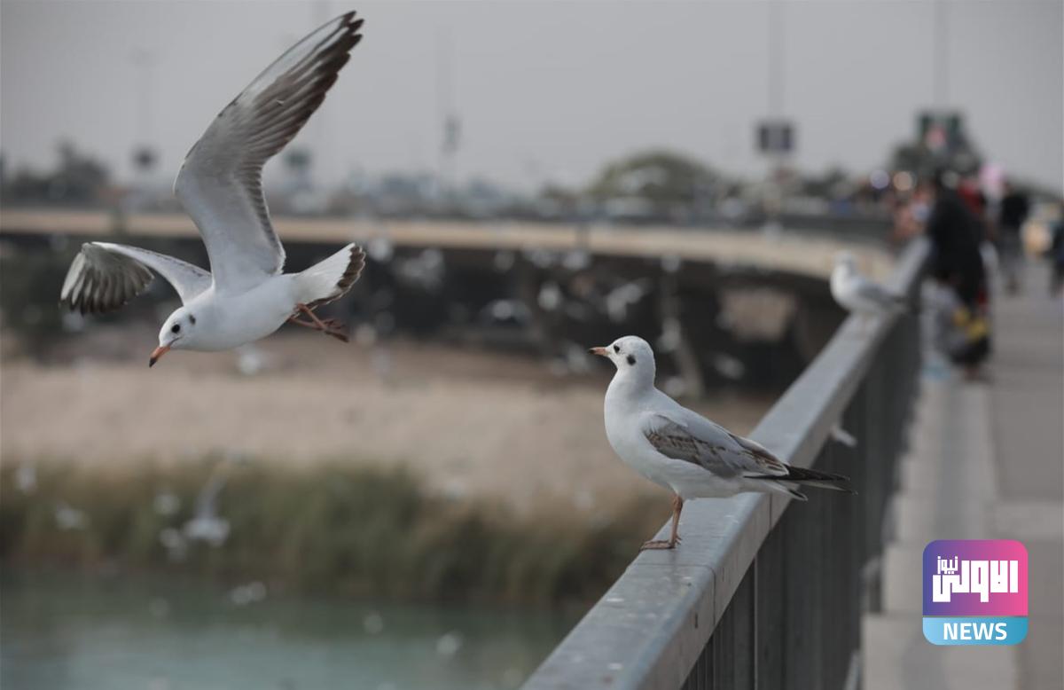 البيئة تحدّد ثلاثة شروط للمحافظة على التنوع الإحيائي في العراق 1 ExtImage 9286607 240959520 edit 1024674284710843