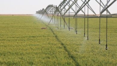 الأنبار تحدد شرطاً للوصول إلى الاكتفاء الذاتي من محصول الذرة الصفراء 5 Screenshot 2024 01 22 15 16 50 10 40deb401b9ffe8e1df2f1cc5ba480b12