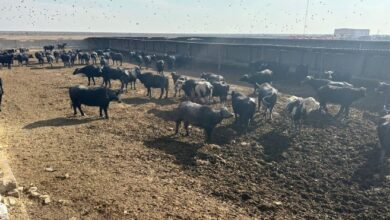 إطلاق مشروع ممول أوروبياً للنهوض بالواقع الزراعي والريفي في ميسان 16 Screenshot 2024 02 02 13 36 11 29 40deb401b9ffe8e1df2f1cc5ba480b12