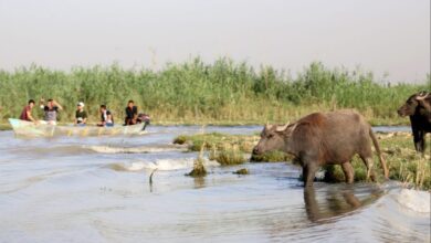 D669N highres 1024x643 edit 838821115078380