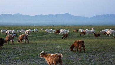 نفوق 6 ملايين رأس ماشية في منغوليا 6 Screenshot 2024 03 26 10 37 47 34 40deb401b9ffe8e1df2f1cc5ba480b12