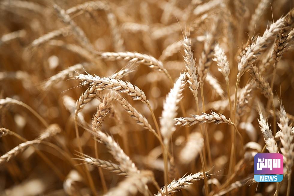 الزراعة: اتخذنا جميع الإجراءات لتسليم الحنطة المسوقة وتسديد تخصيصات الفلاحين 1 660f7fc94c59b7748d3782e6
