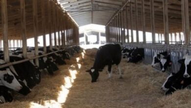 fullhd 4048217d6fcdb95a642b98ce4ddb7783ecb45c91 edit 426354171095719