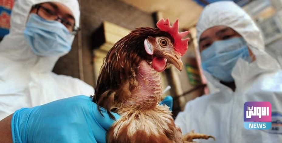 الصحة العالمية تحذر من خطر تفشي إنفلونزا الطيور بين البشر 1 إنفلونزا الطيور edit 425741924713759