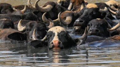 الزراعة تعلن تقديم أعلاف مجانية لمربي الجاموس والمواشي في المحافظات الجنوبية 6 Screenshot 2024 05 18 14 41 52 06 40deb401b9ffe8e1df2f1cc5ba480b12
