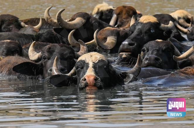 الزراعة تعلن تقديم أعلاف مجانية لمربي الجاموس والمواشي في المحافظات الجنوبية 1 Screenshot 2024 05 18 14 41 52 06 40deb401b9ffe8e1df2f1cc5ba480b12