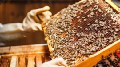 الزراعة تعلن تحقيق العراق فائضاً بإنتاج العسل 2 Screenshot 2024 06 19 12 01 38 51 40deb401b9ffe8e1df2f1cc5ba480b12