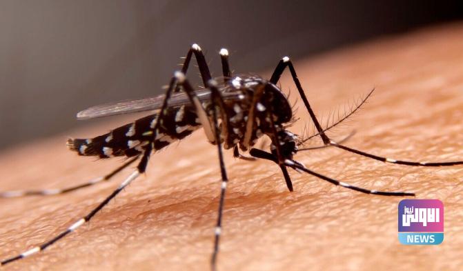 وزارة الصحة الفلسطينية تسجل أول إصابة بمرض حمى النيل الغربي 1 Screenshot 2024 07 07 09 41 01 72 40deb401b9ffe8e1df2f1cc5ba480b12