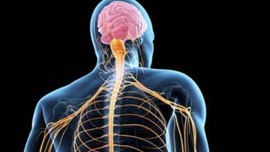 دراسة اميركية: زيادة المعادن بالجسم تضاعف خطر الإصابة بمرض خطير 4 Screenshot 2024 08 12 09 59 51 86 40deb401b9ffe8e1df2f1cc5ba480b12