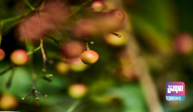 دراسة: فاكهة غريبة تساعد في تقليل دهون الكبد 1 Screenshot 2024 08 22 08 59 08 58 40deb401b9ffe8e1df2f1cc5ba480b12