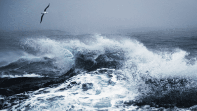 upload 1724995050 1777250842 edit 43926348565232